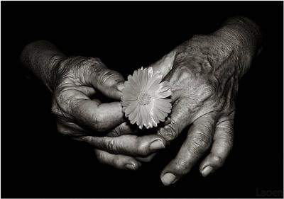 old-hands-with-flower.jpg
